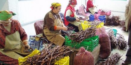 Hogyan növekszik a szőlő csemete a kezüket, a krími szőlő