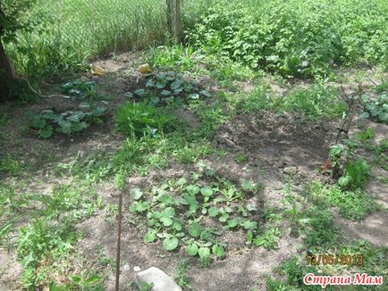 Cum plantez roșiile și puțin din parcela mea)) - grădină, grădină - mame de țară