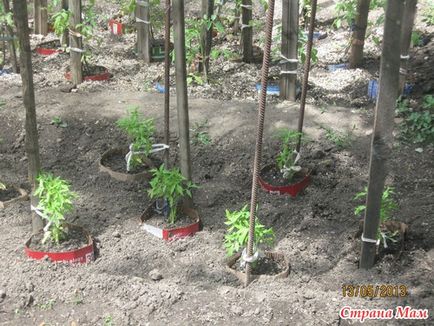 Як я саджу помідори і трохи моєї ділянки))) - сад, город - країна мам