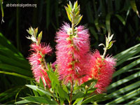 Callistemon - Callistemon leírás és gondozás