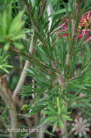 Callistemon - descriere și îngrijire a callistemon