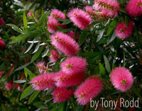 Callistemon - descriere și îngrijire a callistemon