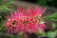 Callistemon - Callistemon leírás és gondozás