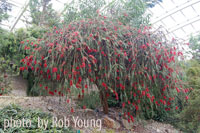 Callistemon - descriere și îngrijire a callistemon