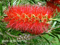 Callistemon - Callistemon leírás és gondozás