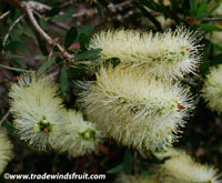 Callistemon - Callistemon leírás és gondozás