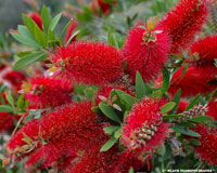 Callistemon - Callistemon leírás és gondozás