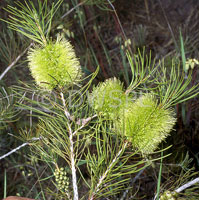 Callistemon - descriere și îngrijire a callistemon