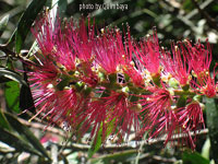 Callistemon - Callistemon leírás és gondozás