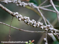 Callistemon - descriere și îngrijire a callistemon