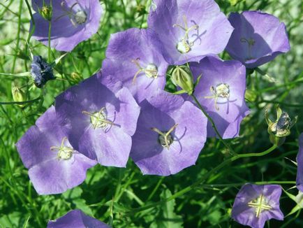 Campania de a cumpara plante de casa cu flori din Sankt Petersburg