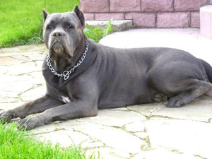 Cane Corso - totul despre rasa, istoria rasei, tratament, nutritie, pui de trestie corso