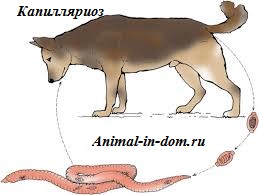 Capilare, tratarea animalelor domestice