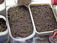 Картонні коробки як платформа для вирощування рослин