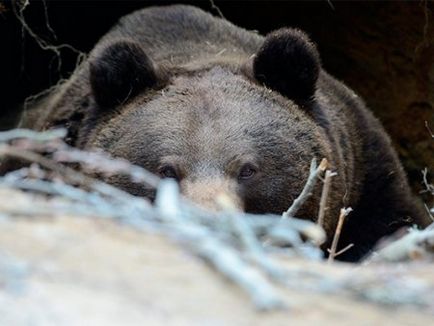 Ce visează un urs visat, un vis de a ucide un urs