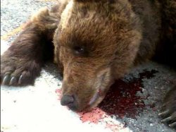 До чого сниться убитий ведмідь, сонник вбити ведмедя