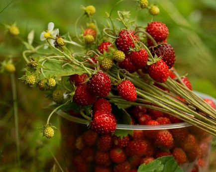 De ce vis de căpșuni să colecteze, a se vedea fructe de padure mari, roșu în pădure, ceea ce înseamnă