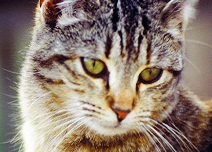 Кір Буличов, розум для кота - кототека - найцікавіше про світ кішок