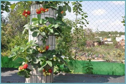 Strawberry ampel repara fotografii, recenzii