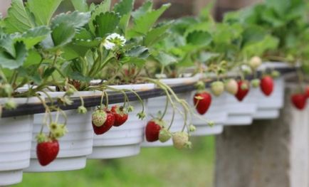 Strawberry ampel repara fotografii, recenzii