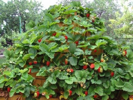 Strawberry ampel repara fotografii, recenzii