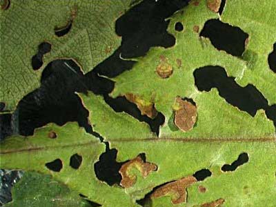 Klyasterosporiosis (punct de frunză gaură), fotografie, tratament