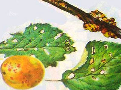 Klyasterosporiosis (punct de frunză gaură), fotografie, tratament