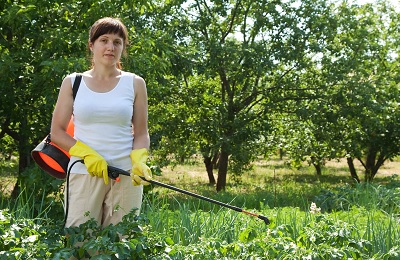 Klyasterosporioz cireșe, prune și caise ceea ce este și cum să-l tratați