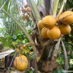 Nuca de nucă de cocos