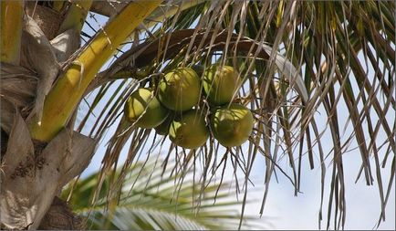 Кокосова пальма догляд в домашніх умовах - відео