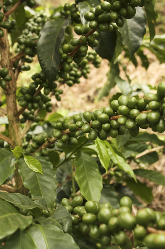 Boabe de cafea din Columbia, condiții de creștere, producție