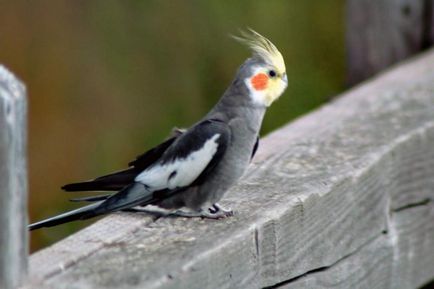 Corella - papagal incredibil de inteligent