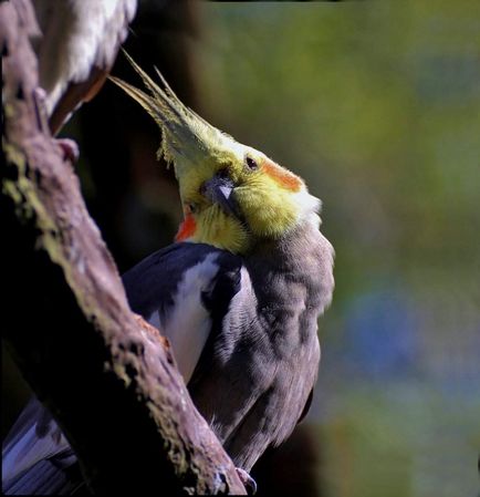 Corella - papagal incredibil de inteligent