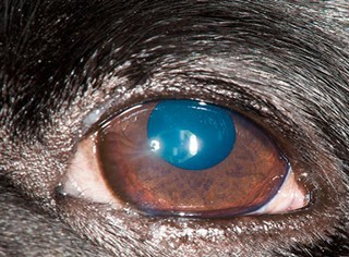 Корнеальна меланоз - лікування очей тварин
