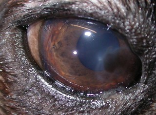 Melanoză corneană - tratament ocular al animalelor