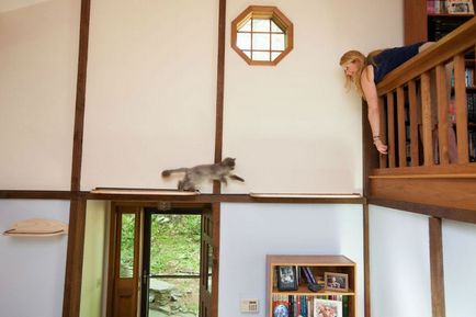 Cat Paradise () macska paradicsom