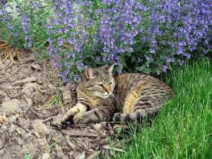 Menta de pisica sau pisica de pisica, o planta cu un miros de lamaie care atrage pisici si pisici