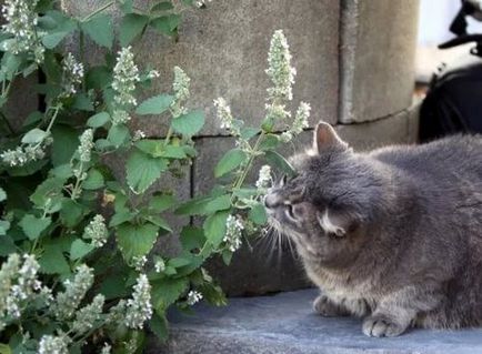 Menta de pisica sau pisica de pisica, o planta cu un miros de lamaie care atrage pisici si pisici