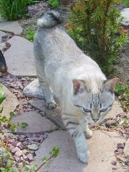 Cat Portál - olvasható történetek online kezdőknek!