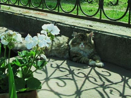 Cat Portál - olvasható történetek online kezdőknek!