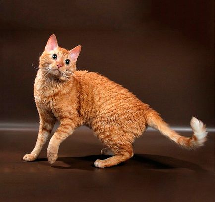 Кішка уральський рекс - опис породи, фото, відгуки власників, опис, характеристики, характер