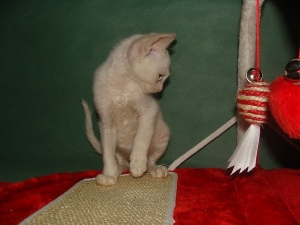 Кішка уральський рекс - опис породи, фото, відгуки власників, опис, характеристики, характер