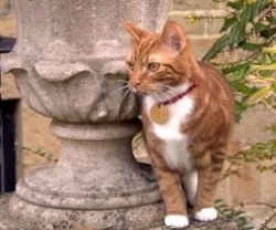 Macskák Winston Churchill, a gyerek honlap Klepa