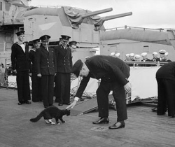 Macskák Winston Churchill, a gyerek honlap Klepa
