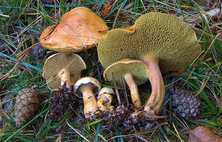 Козляк (Решетник) опис гриба, де росте, як готувати