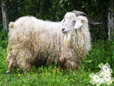 Creșterea caprinelor, rasele de capră, creșterea animalelor, fotografiile animalelor