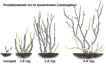 Plantații de creștere, plantare, îngrijire și reproducere