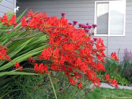 Crocosmia, montbretsiya Triton - tippeket növekvő a ház közelében