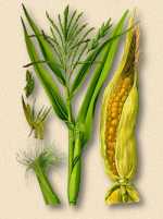 Corn rendes - zea mays L