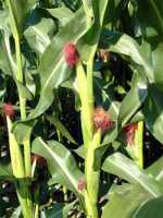 Corn rendes - zea mays L